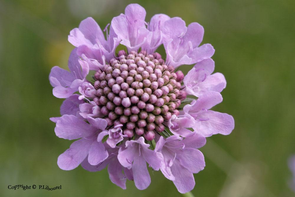 Scabiosa Columbaria
